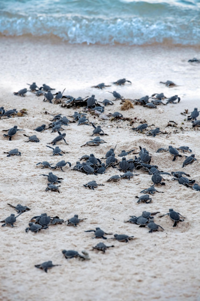Baby turtles being released to the ocean- Cabo with kids