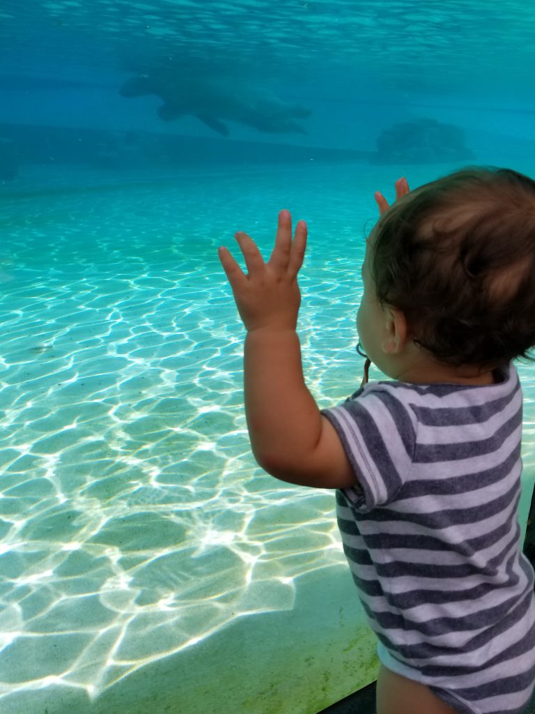 Baby watching the polar bear at Singapore Zoo