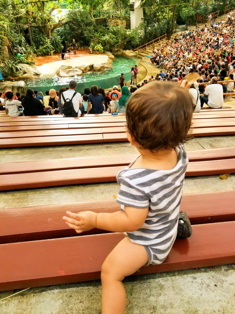 Baby watching a show at Singapore Zoo