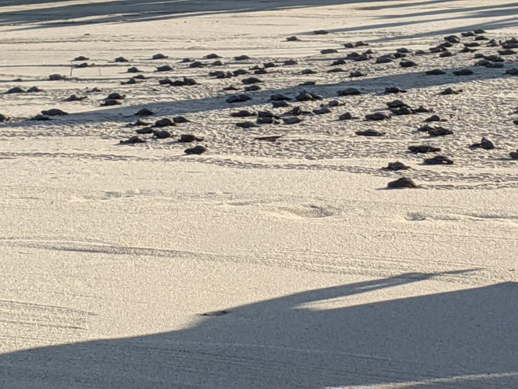 Baby turtles being released to the ocean