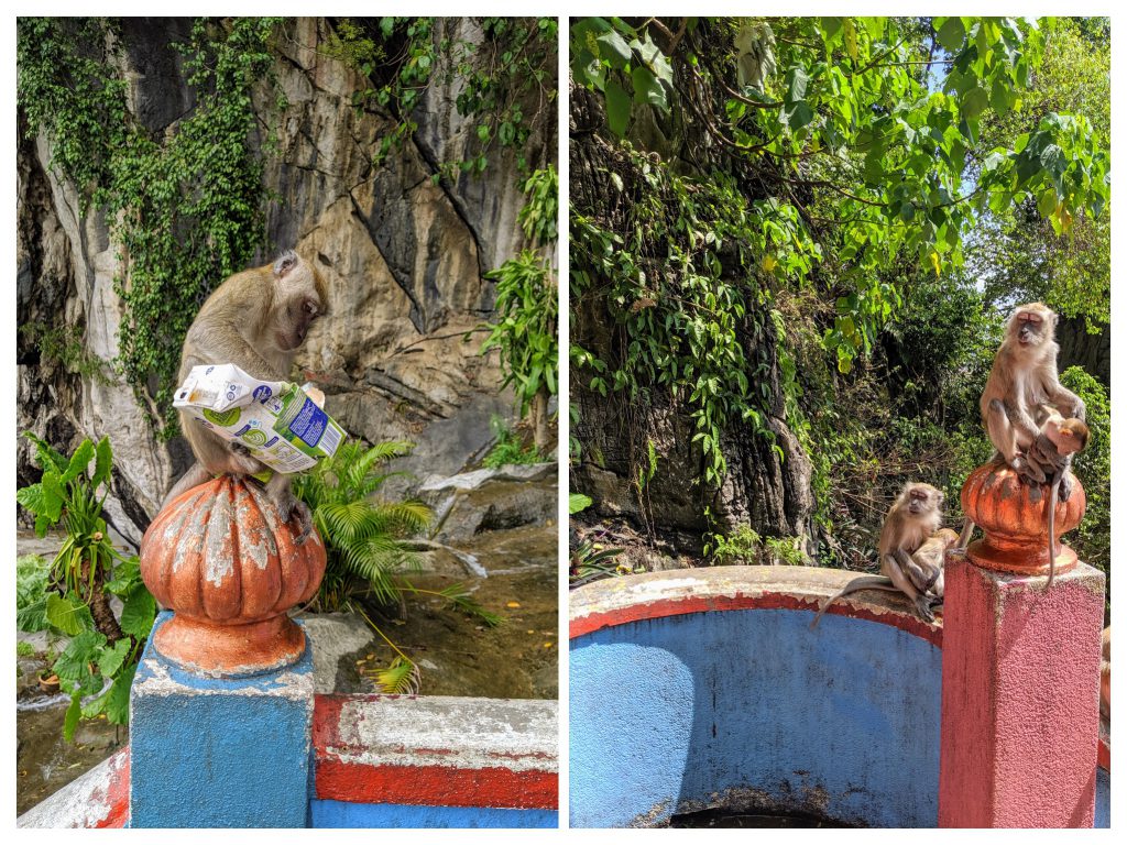 Monkeys at Batu Caves in Malaysia