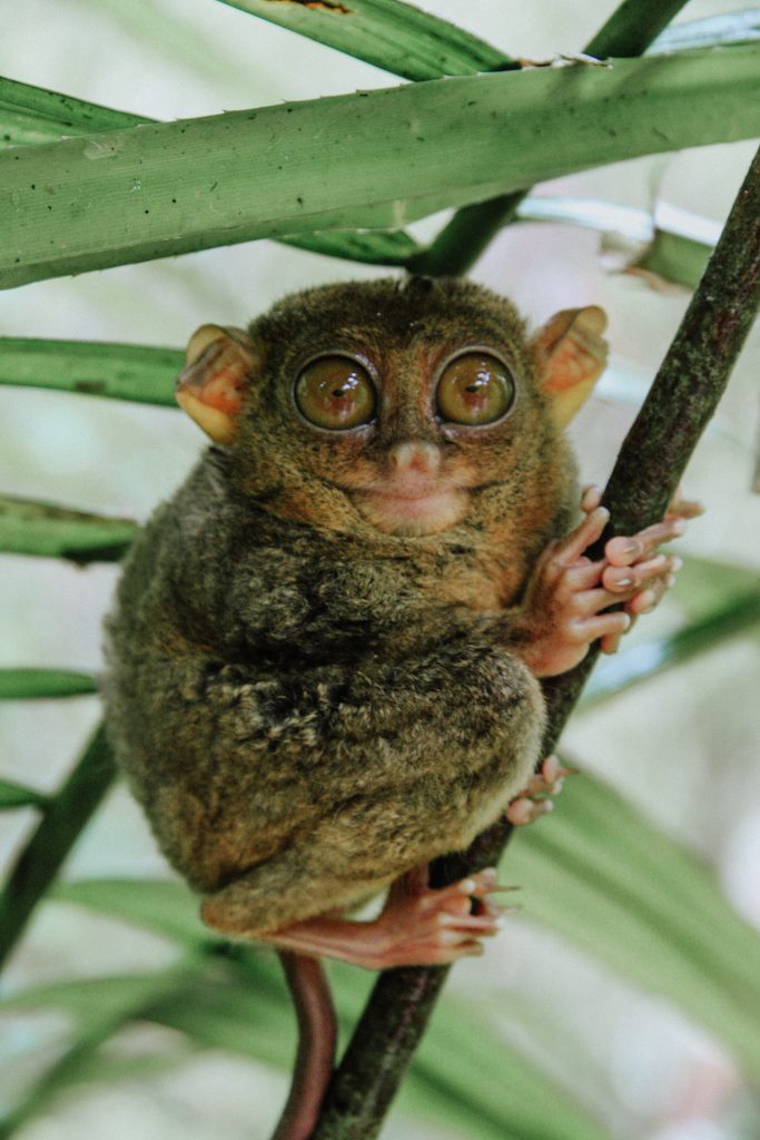 A Bohol Tarsier