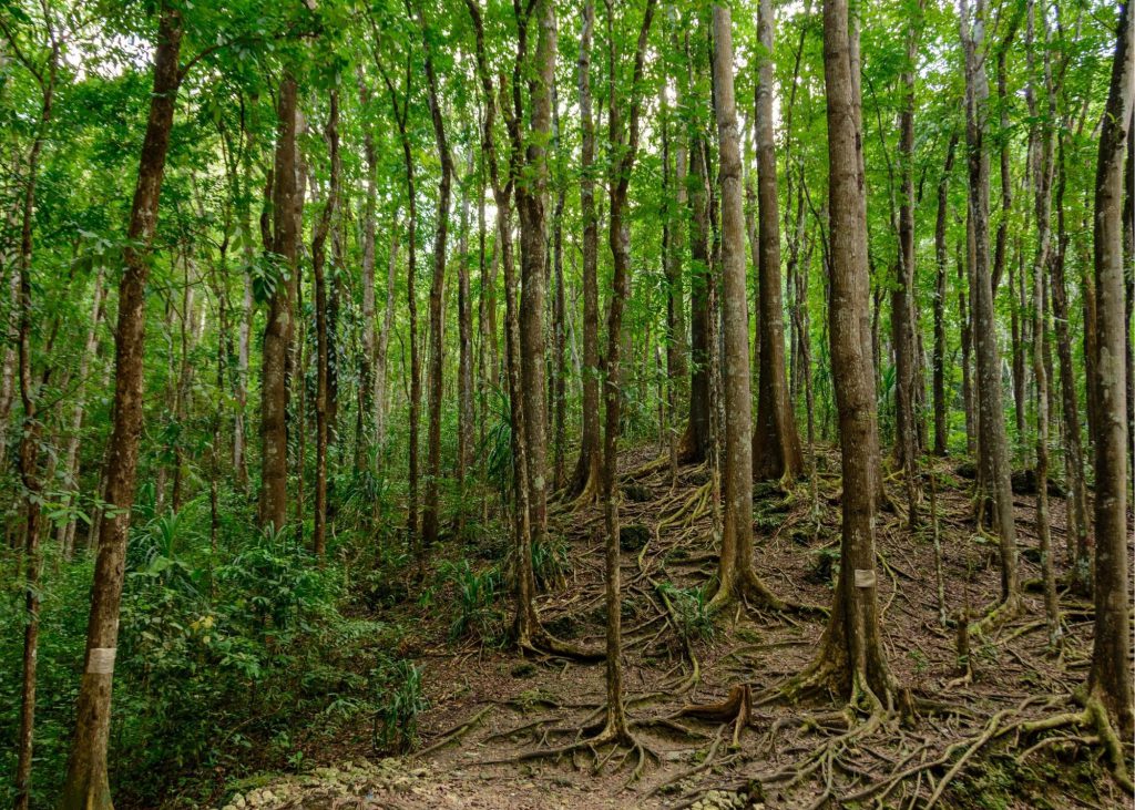 Bilar Man-made forest in Bohol, Philippines