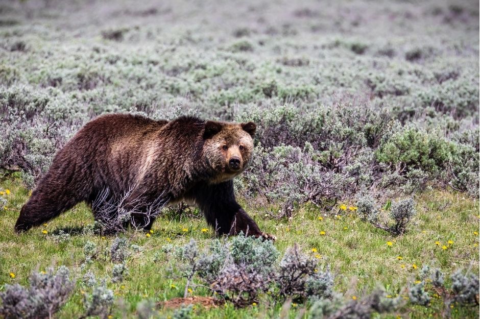 Bear in Yellowstone