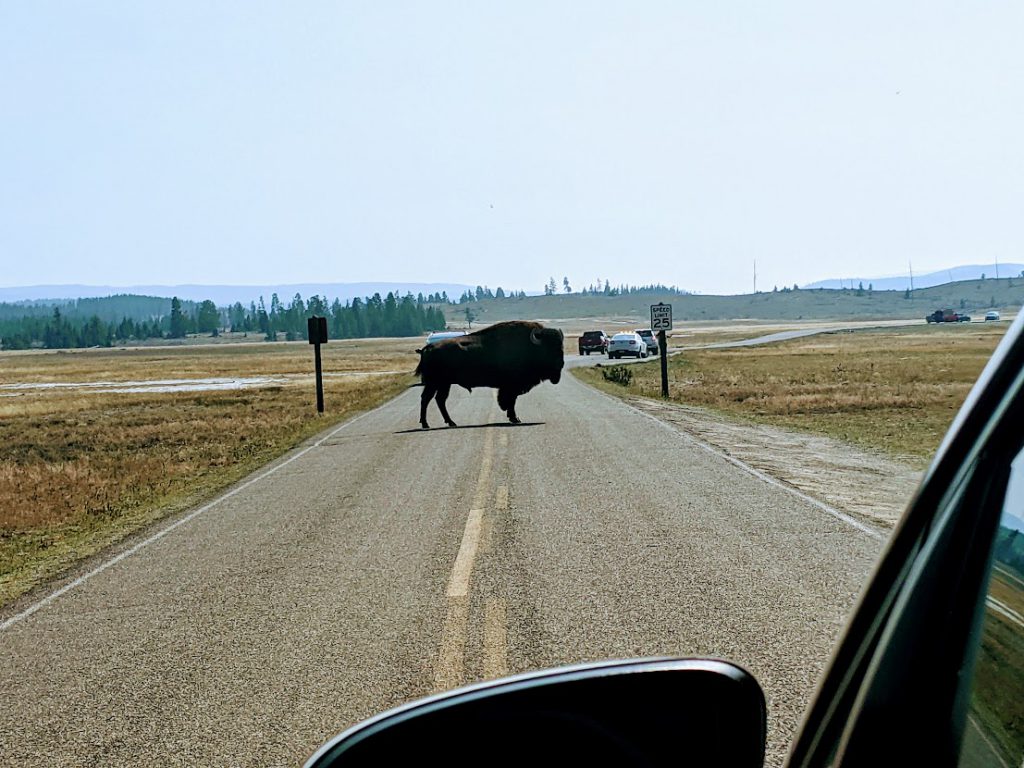 Bison in the road in Yellowstone National Park