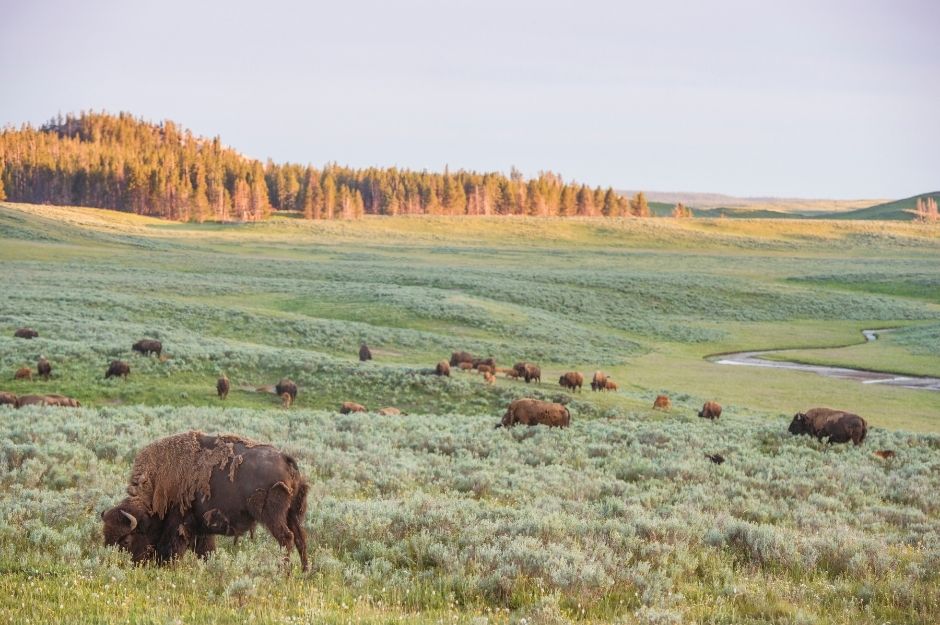 A herd of bison in Hayden Valley