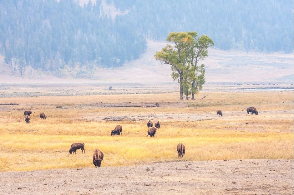 Lamar Valley