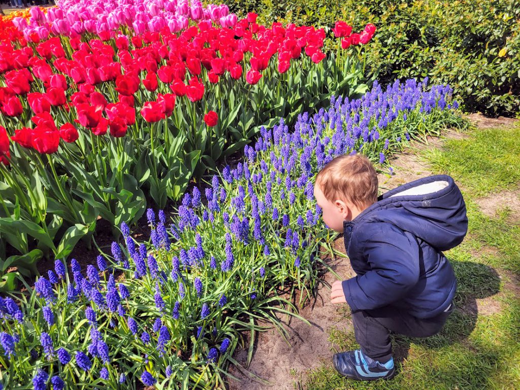 Child smelling flowers at Keukenhof