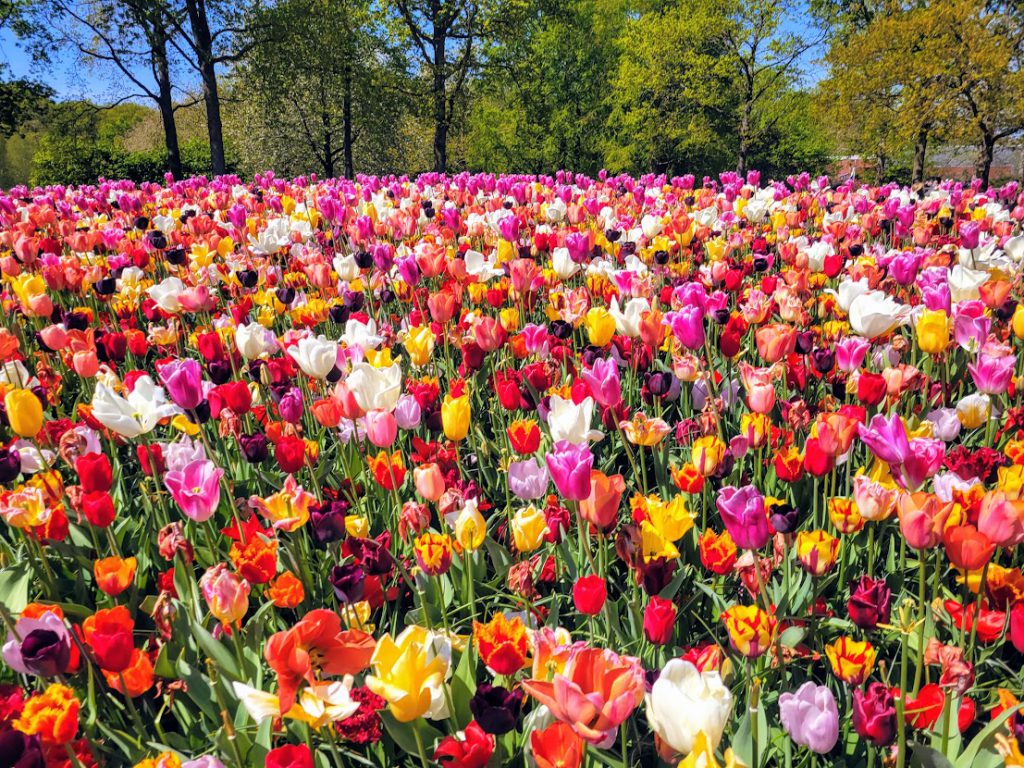 Tulips Keukenhof Gardens