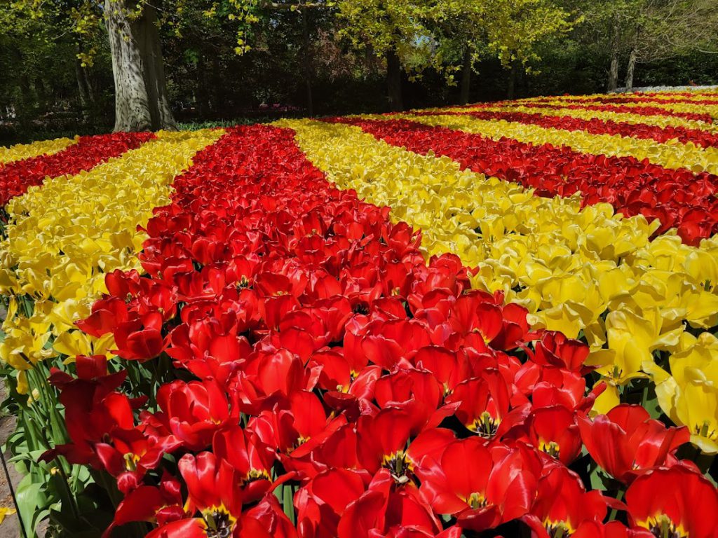 Tulips at Keukenhof Gardens