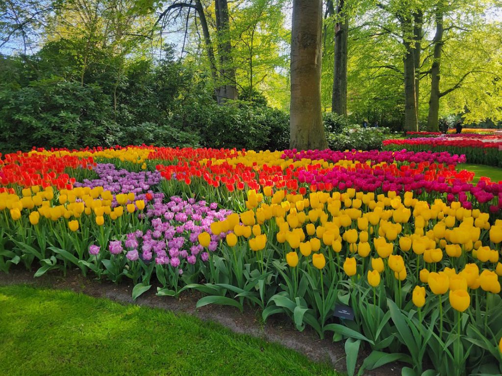 Keukenhof Gardens