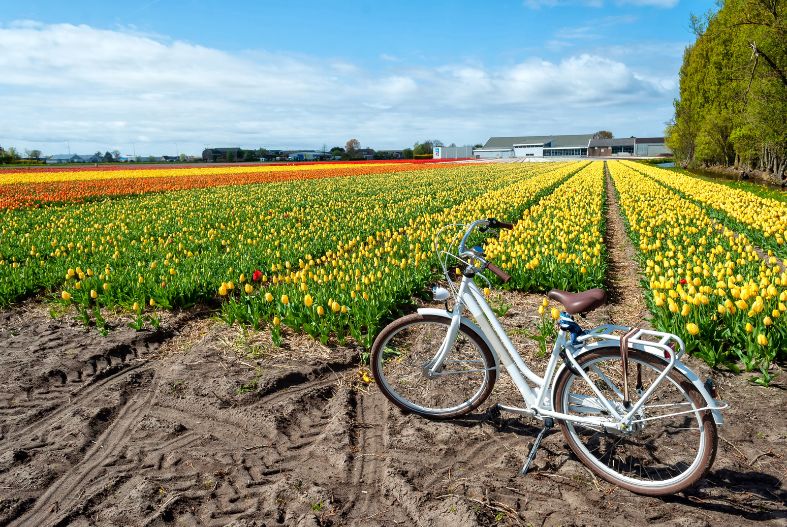 Bike at Lisse tulip fields
