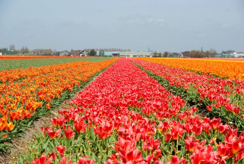 Lisse tulip fields