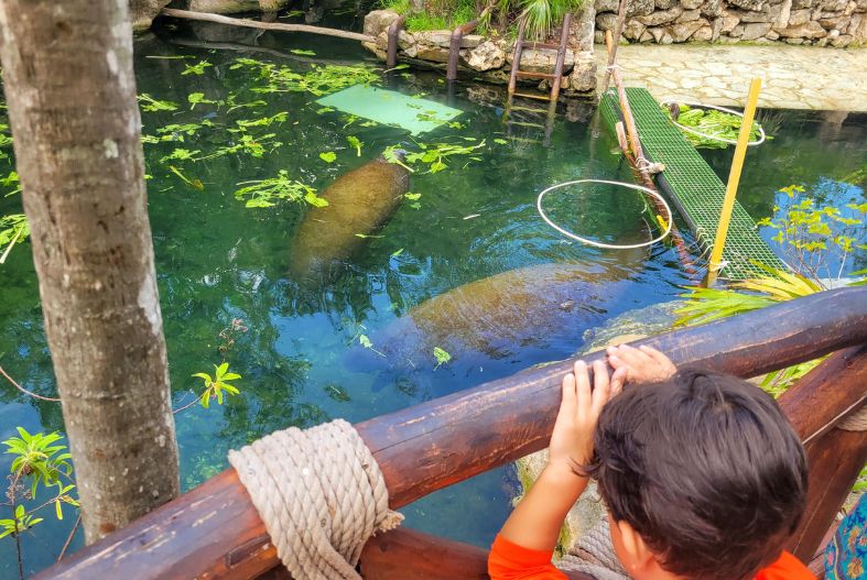 Manatees