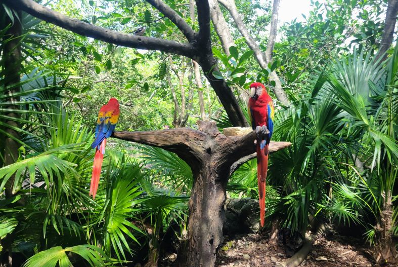 Xcaret Aviary