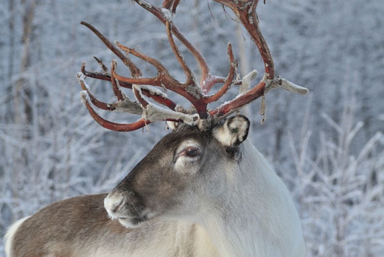 Reindeer