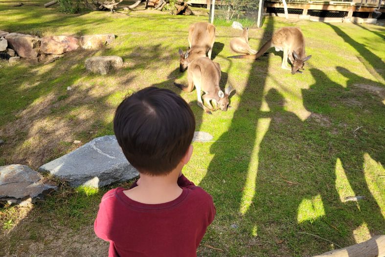 Child looking at the kangaroos at San Diego Safari PArk
