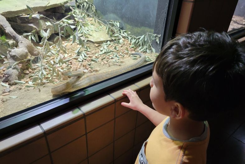Boy looking at a snake at the San Diego Zoo Reptile House