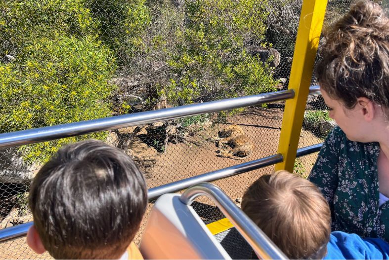 Family viewing the lions from the guided bus tour at the San Diego Zoo