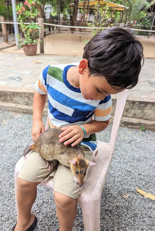 Young boy holding a rat at APOPO on Siem Reap