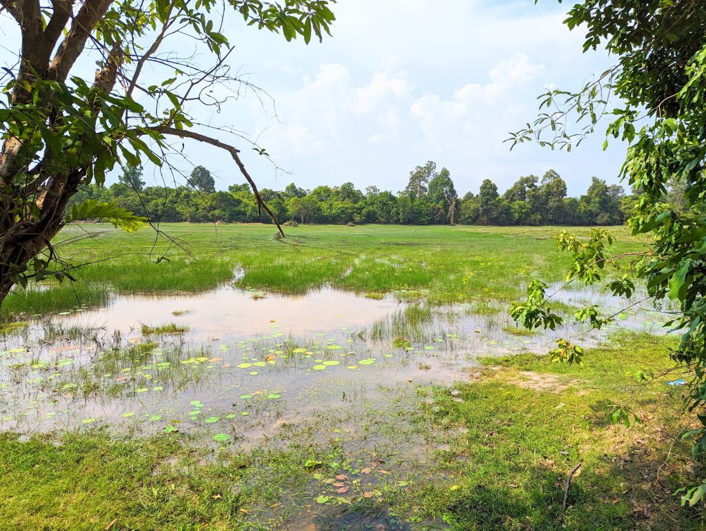 Rice fields in Siem Reap