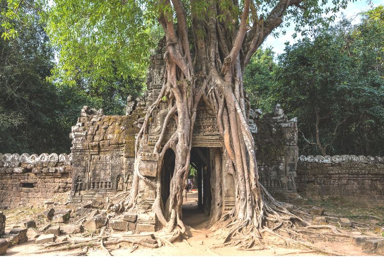 Tree over an entrance to Ta Som