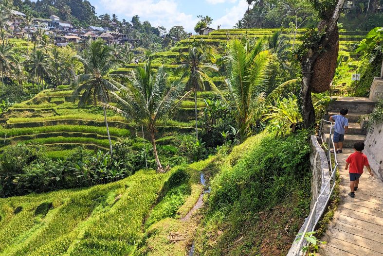 Family hiking at Tegallalang Rice Terraces