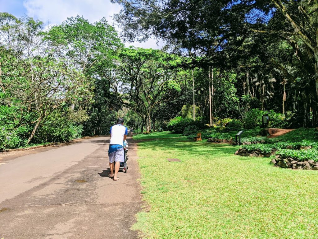 The path leading to Waimea Falls- easy hikes on Oahu