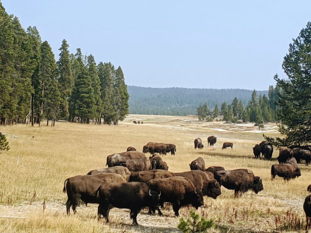 Herd of bison at Yellowstone