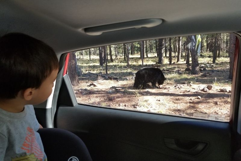 Child watching a bear out the window at Bearizona