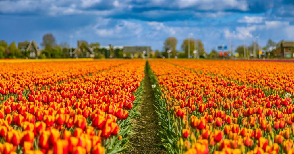Lisse tulip fields