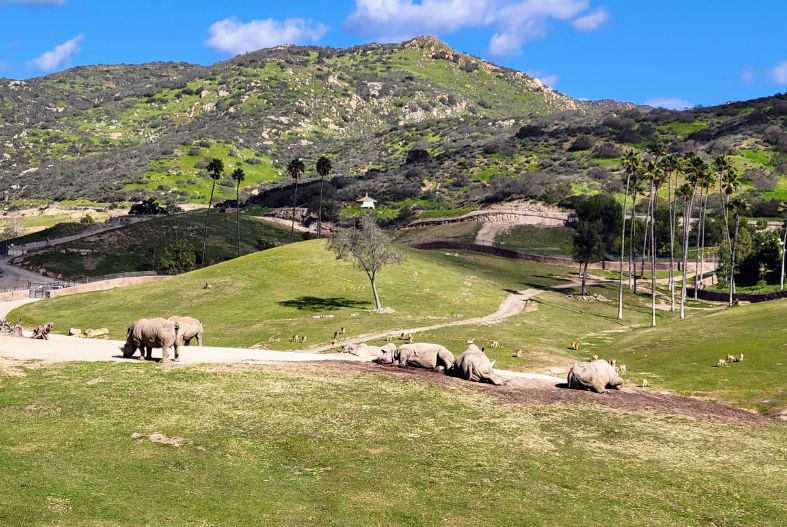 Rhinos at San Diego Safari Park