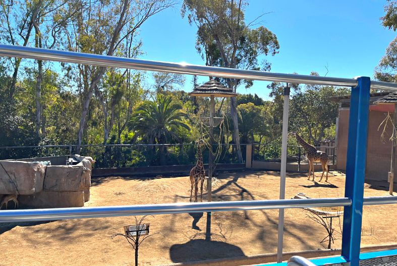 Viewing the giraffes from the guided bus tour at the San Diego Zoo